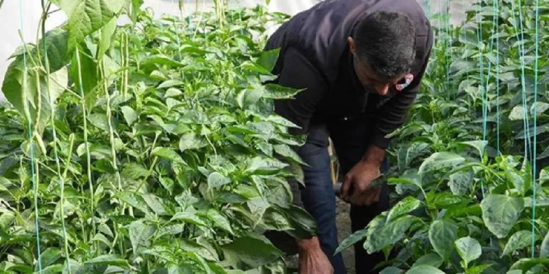 Acı severim diyen bile yiyemiyor! Türkiye'nin en acı biberinin faydası inanılmaz: Zayıflamak için kilo kilo alıyorlar 2